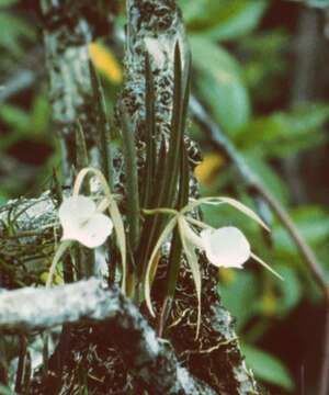 Image of lady of the night orchid