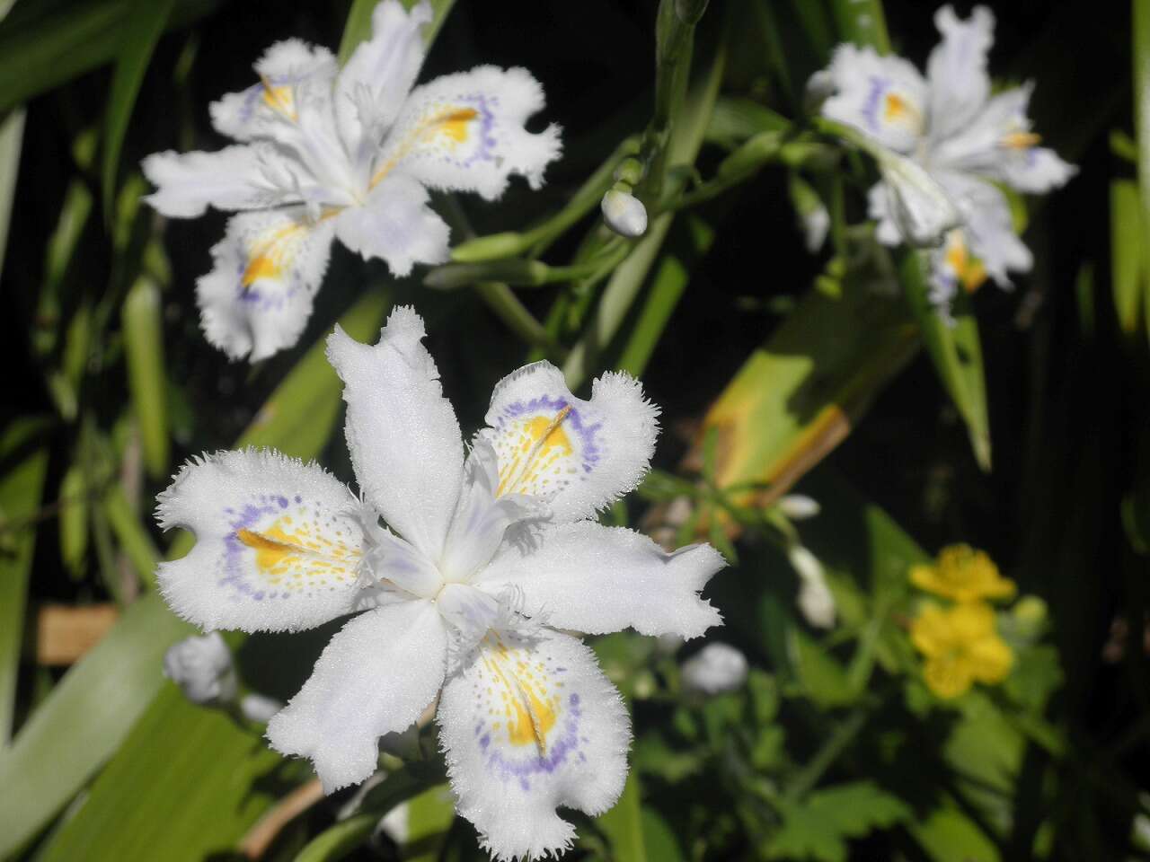 Sivun Iris japonica Thunb. kuva