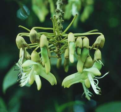 Image of Mucuna holtonii (Kuntze) Moldenke