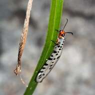 Image of Myrmeleon erythrocephalus Leach 1814