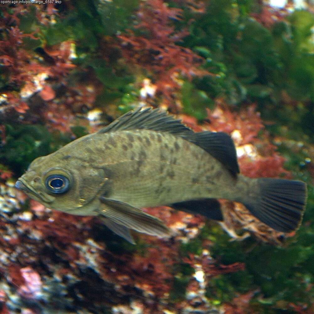 Image of Dark-banded rockfish