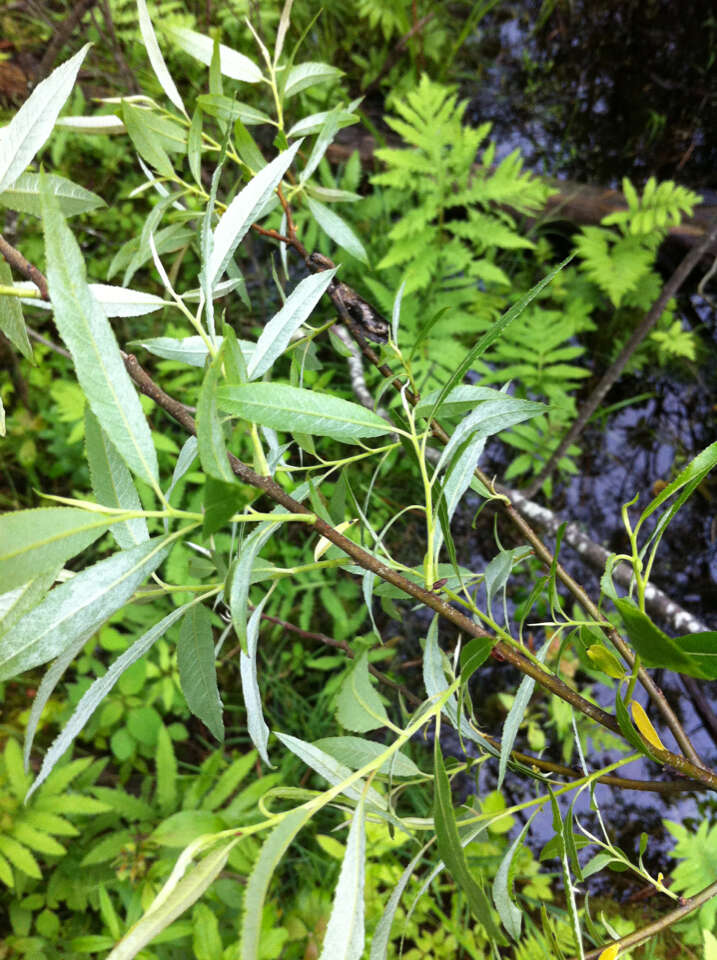 Image of silky willow