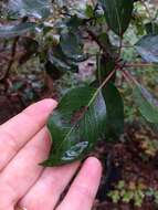 Image of Arbutus xalapensis var. texana (S. F. Buckley) A. Gray