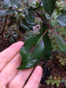 Arbutus xalapensis var. texana (S. F. Buckley) A. Gray resmi