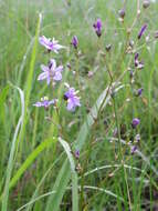 Image of Aristea angolensis subsp. angolensis