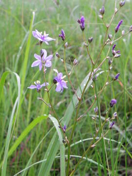 Image of Aristea angolensis subsp. angolensis