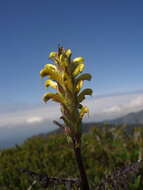 Image of Mt. Rainier lousewort