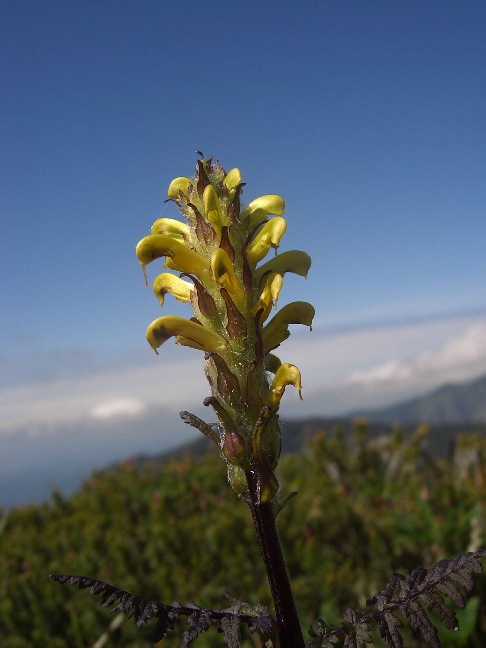 Image of Mt. Rainier lousewort
