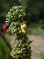 Verbascum nigrum L. resmi