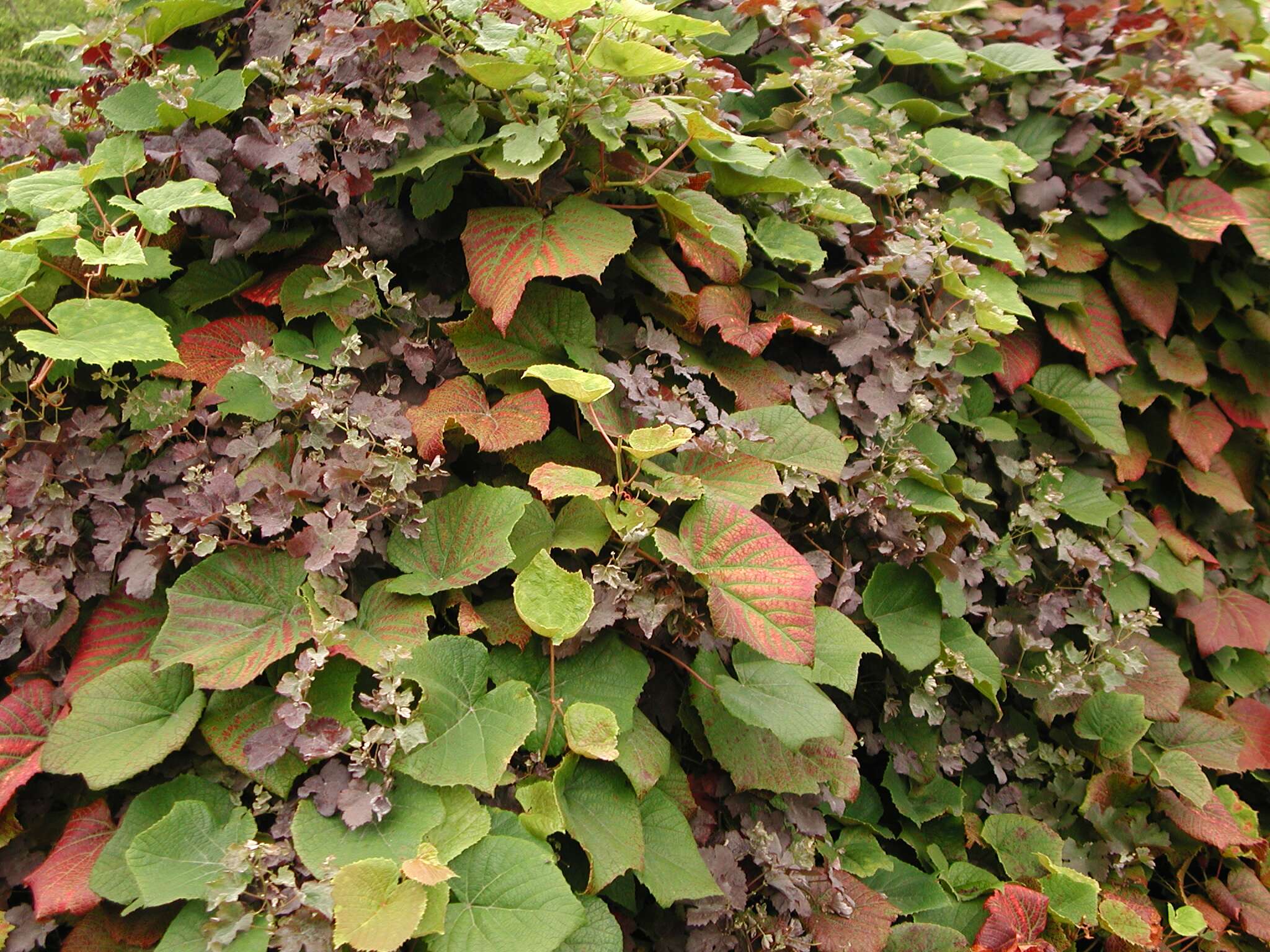 Image of crimson glory vine