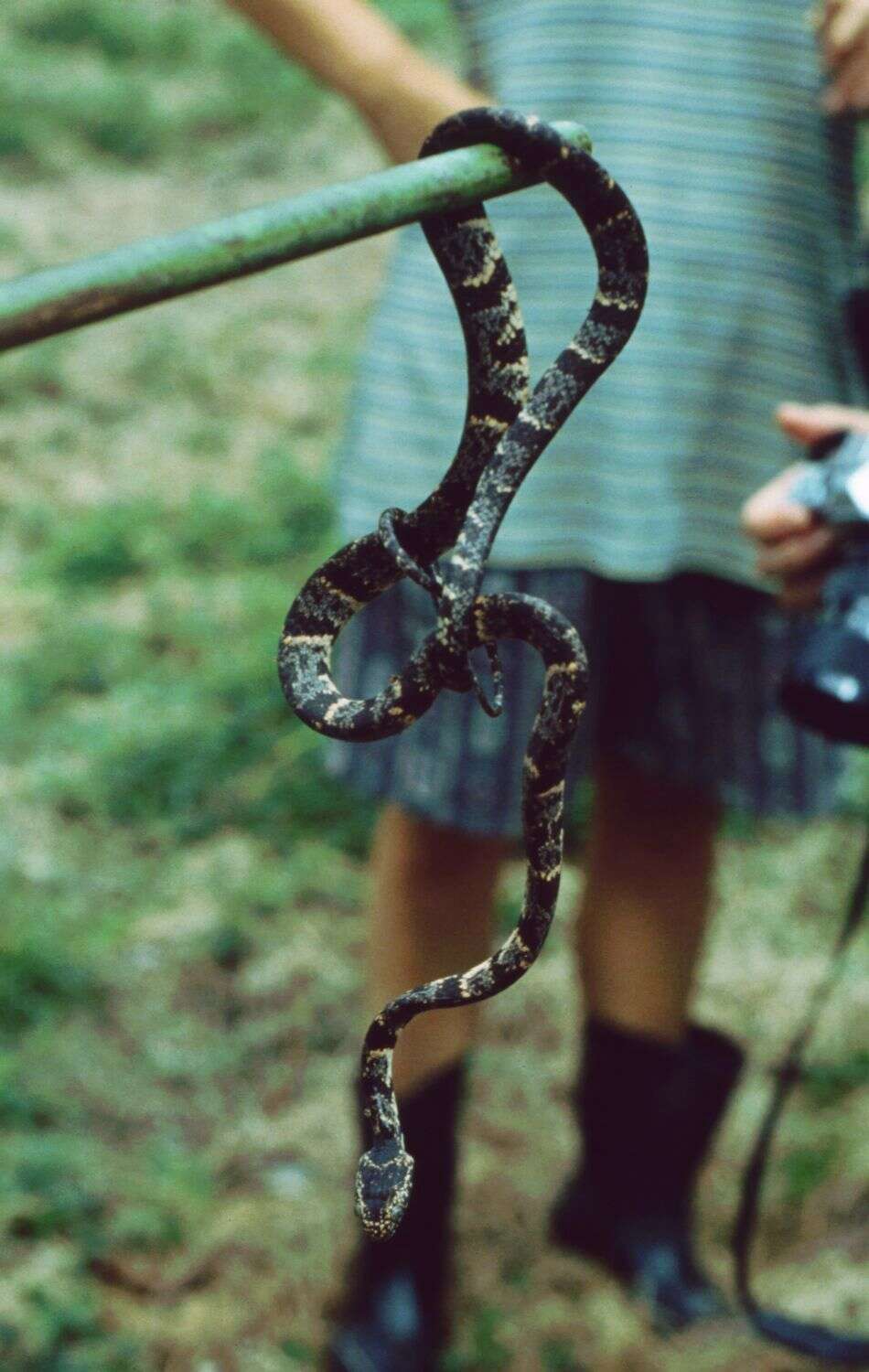 Image of Cloudy Snail-eating Snake