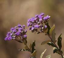 Image of Vernonia bipontini Vatke