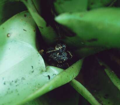 Image of Cloudy Snail-eating Snake