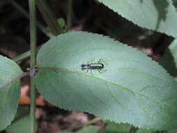 Image of Neocollyris (Isocollyris) formosana (Bates 1866)