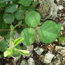 Imagem de Desmodium rotundifolium (Michx.) DC.