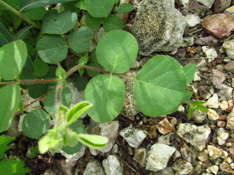 Sivun Desmodium rotundifolium (Michx.) DC. kuva