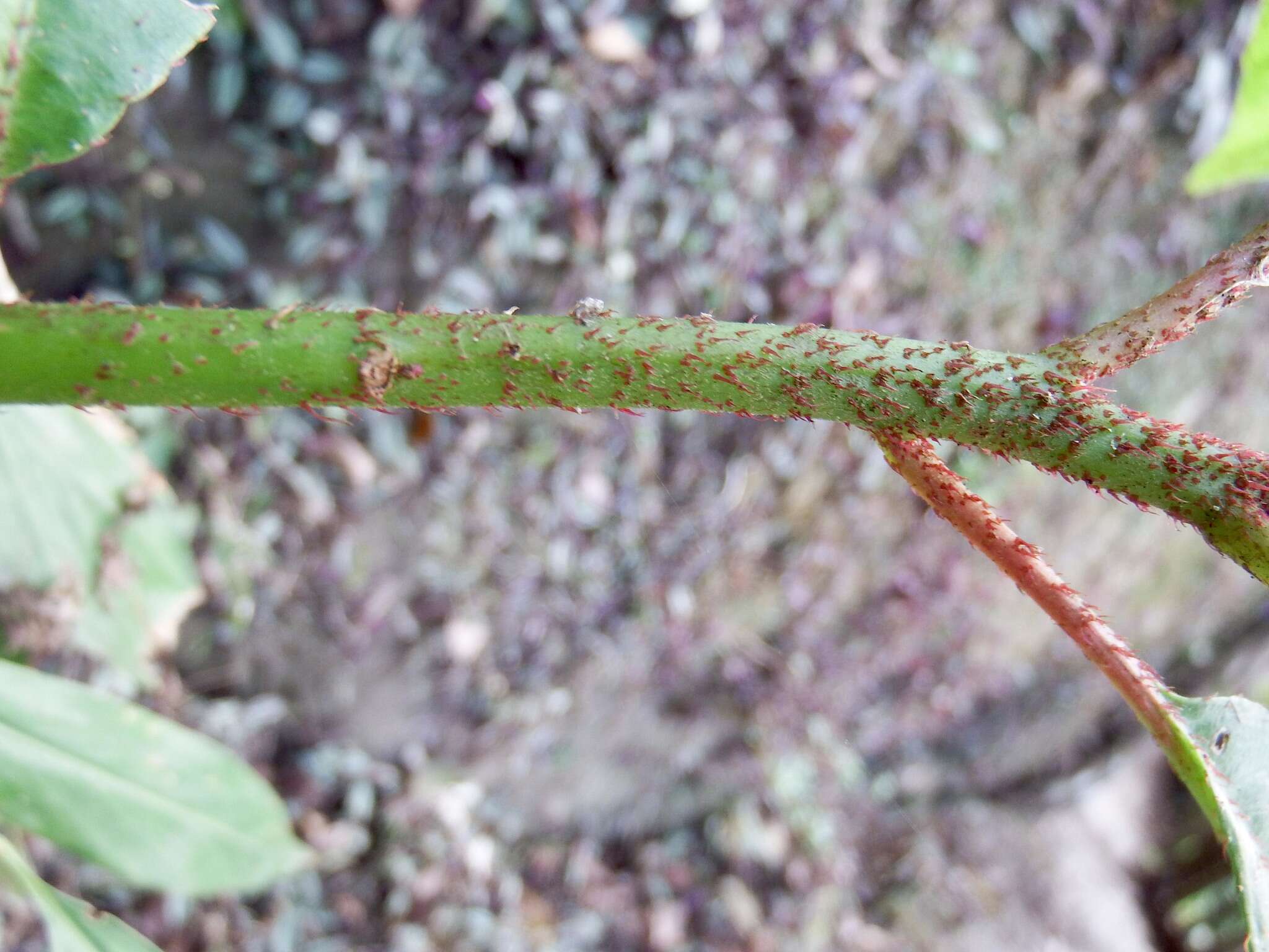 Image de Saurauia tristyla DC.