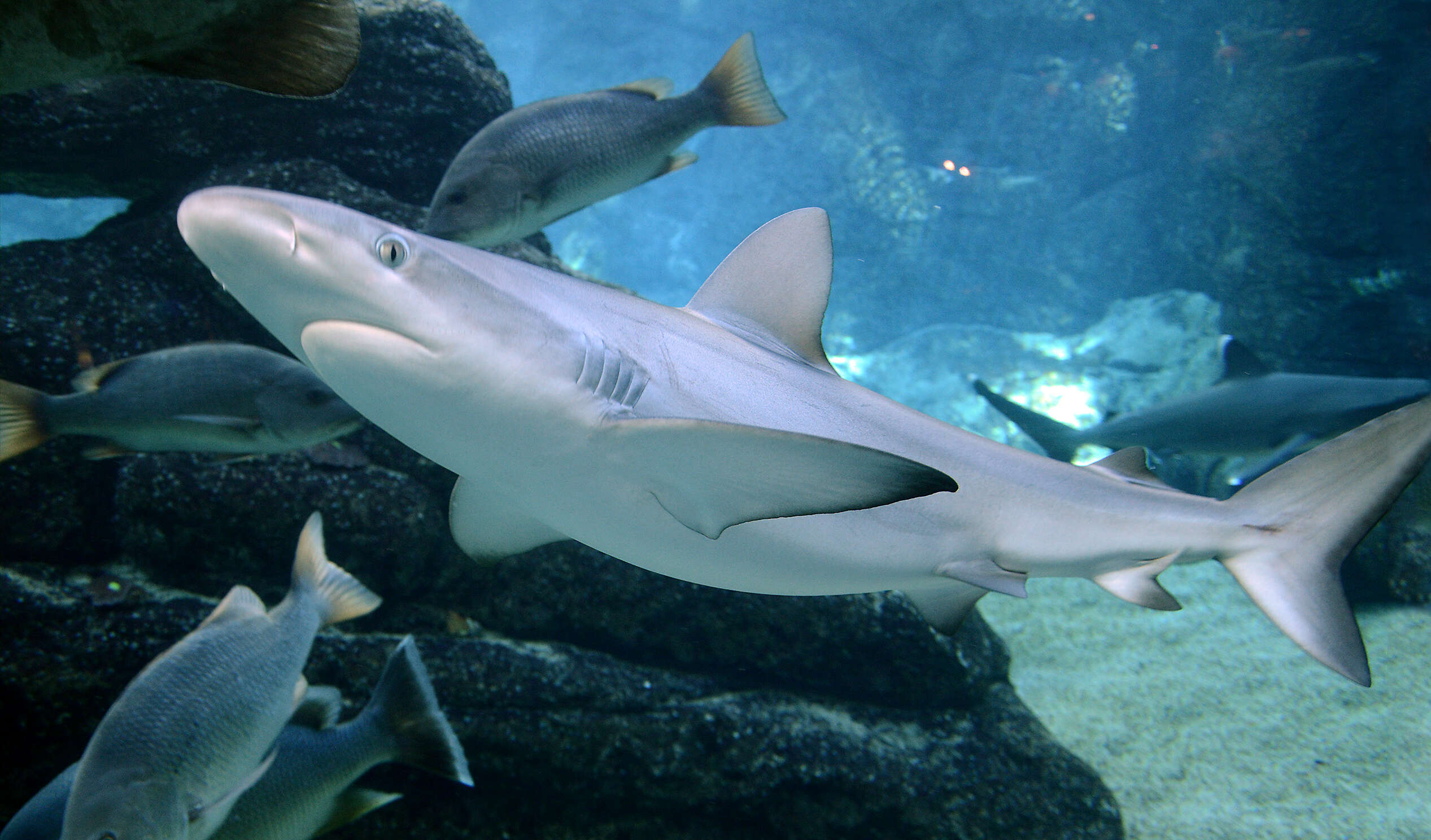 Image of Blacktip Shark