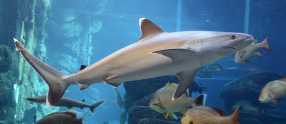 Image of Silvertip Shark