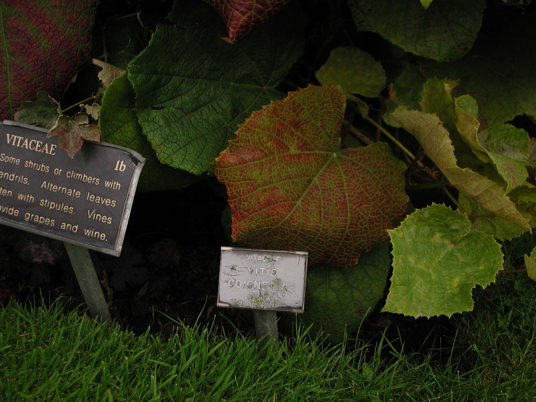 Image of crimson glory vine