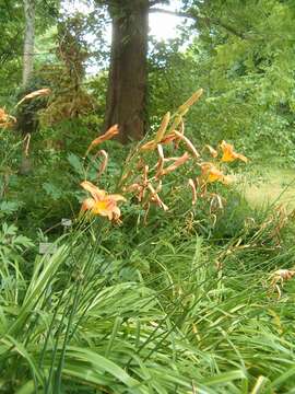 Image of orange daylily