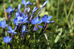 Plancia ëd Gentiana verna L.