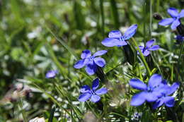 Image of spring gentian