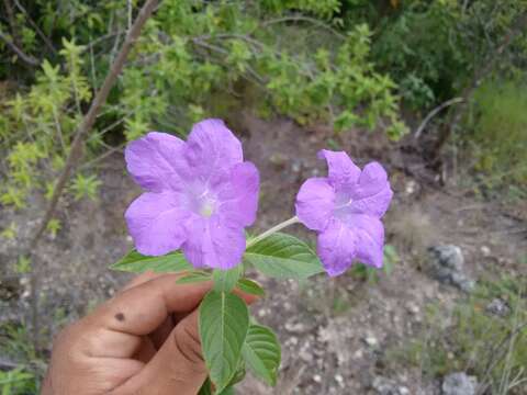 Imagem de Ruellia hookeriana (Nees) Hemsl.