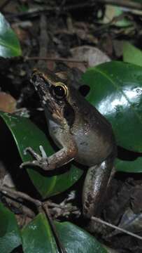 Image of Lesser Swamp Frog