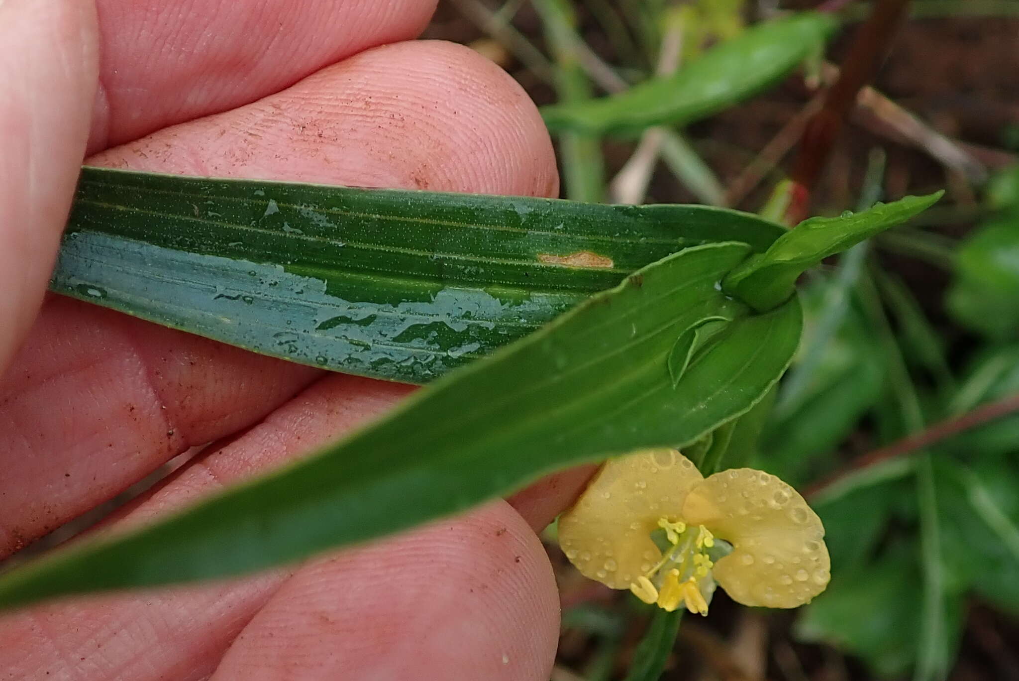 Imagem de Commelina africana L.