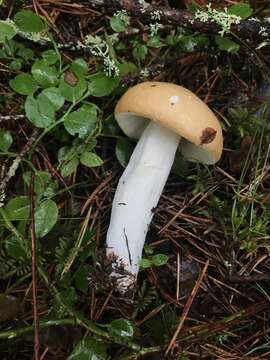 Image of Russula decolorans (Fr.) Fr. 1838