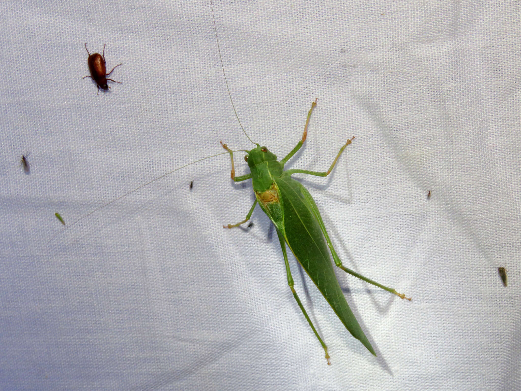 Image of California Angle-wing Katydid