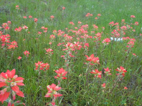 Image of entireleaf Indian paintbrush