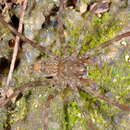 Image of Enna redundans (Platnick 1993)