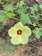 Image of Hibiscus schinzii Gürke ex Schinz