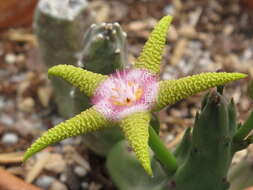 Image of Ceropegia flavopurpurea (Marloth) Bruyns