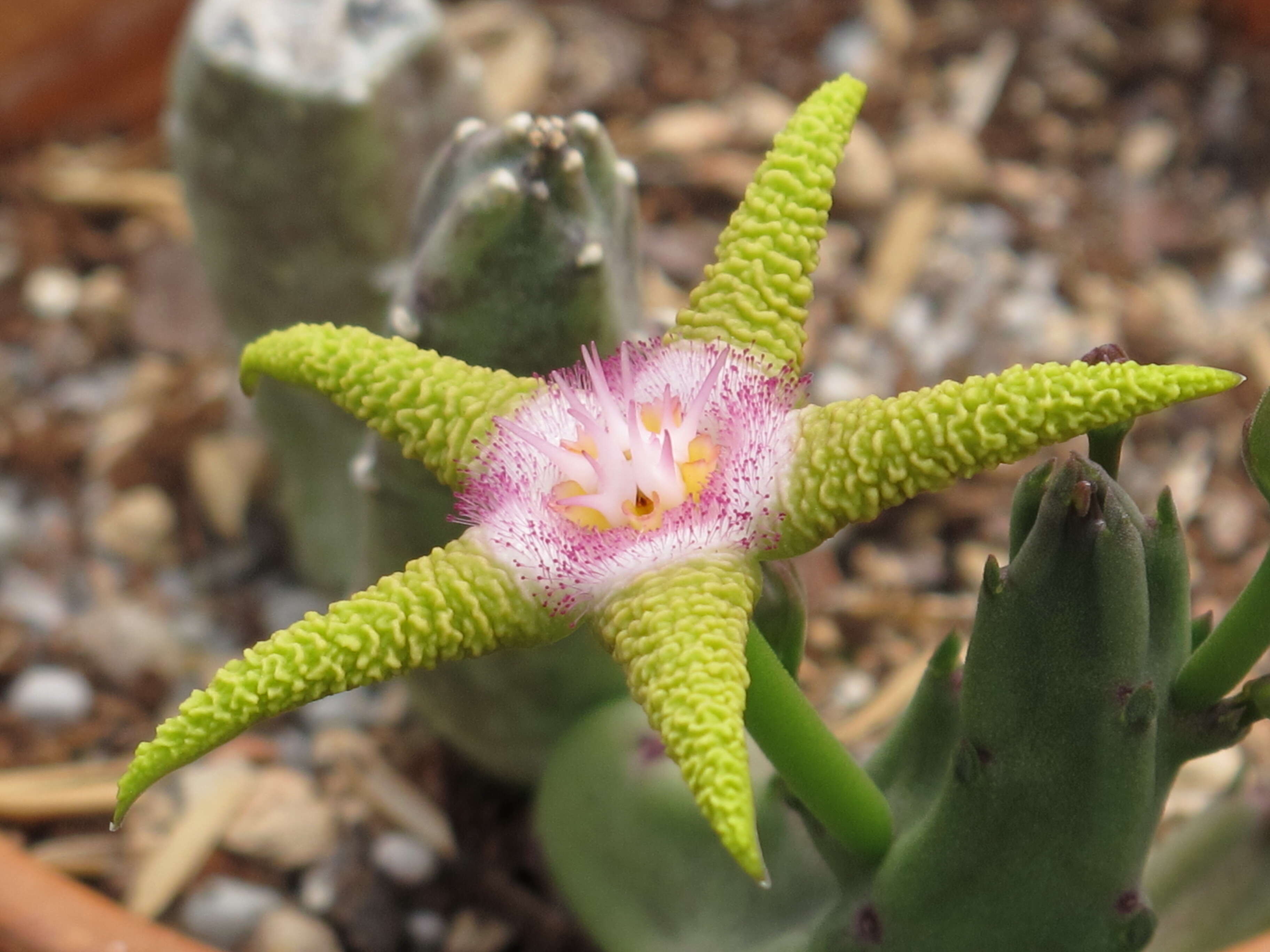 Image de Ceropegia flavopurpurea (Marloth) Bruyns