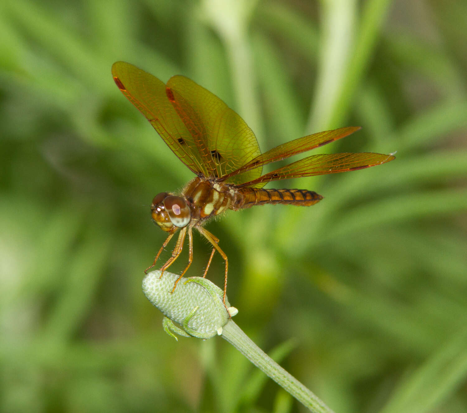 Image of Eastern Amberwing