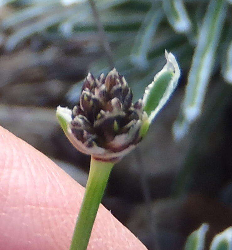Image of Ficinia truncata (Thunb.) Schrad.