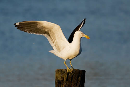 Image of Kelp Gull