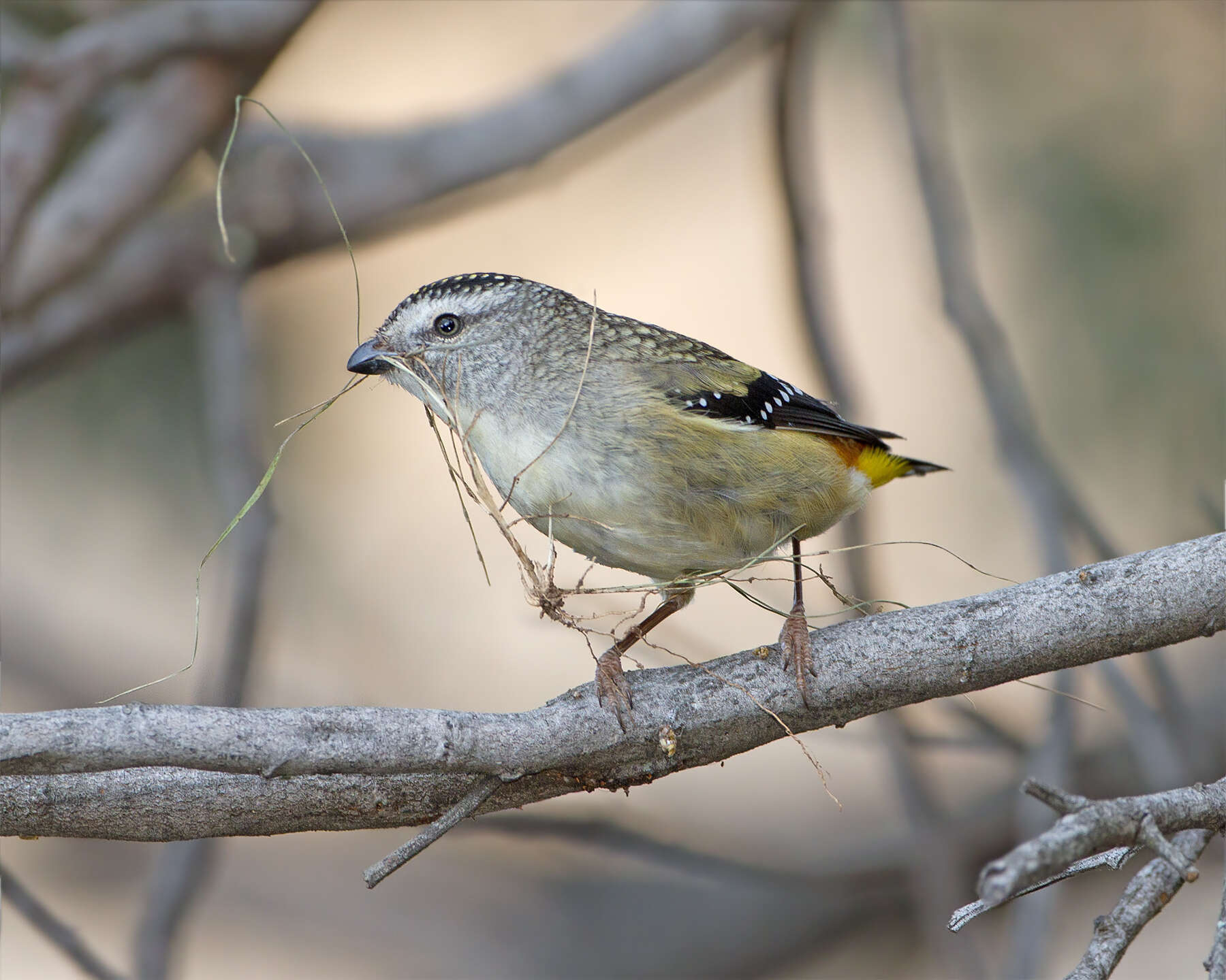 Imagem de Pardalotus punctatus (Shaw 1792)