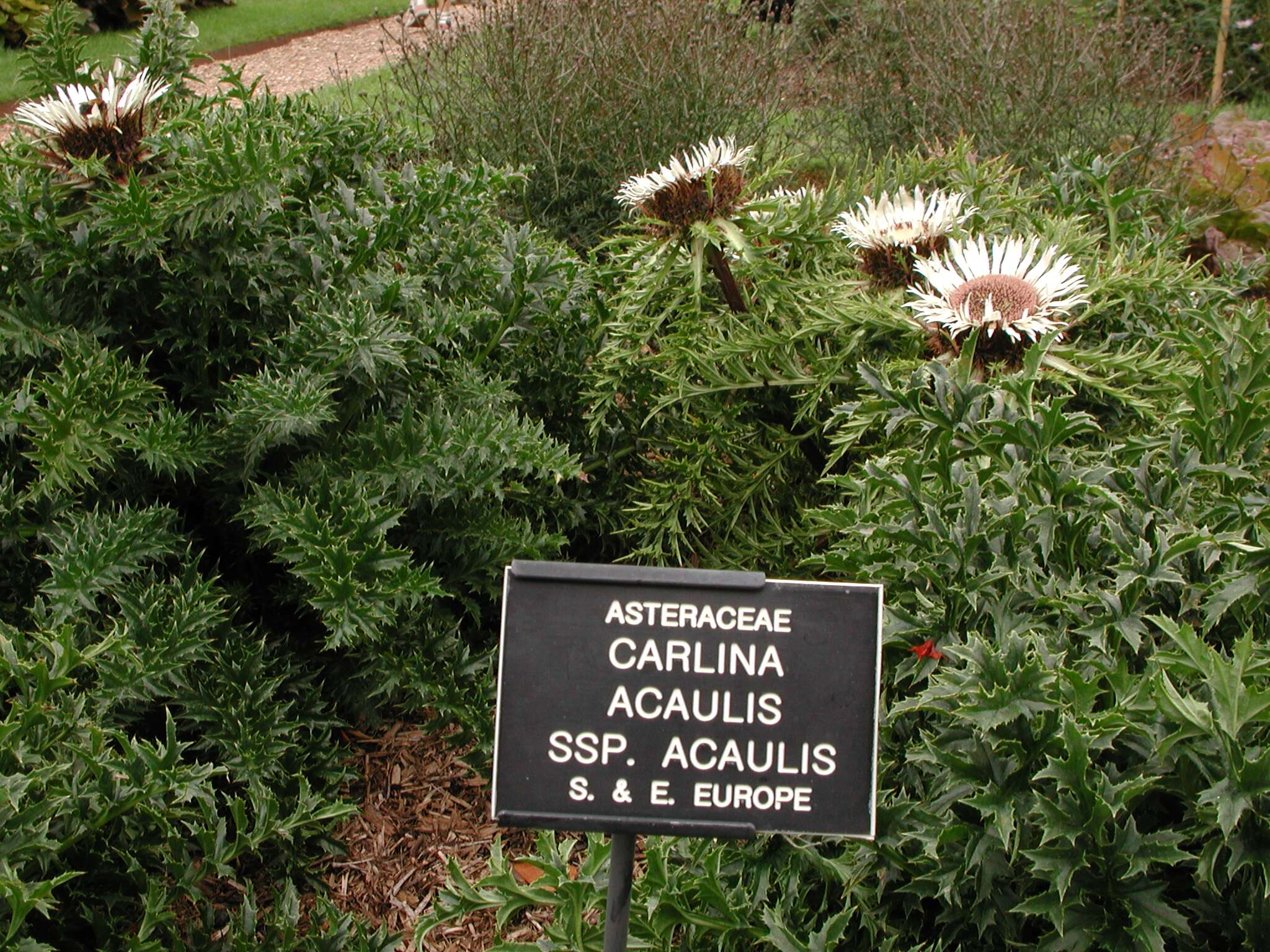 Image of Carlina acaulis L.