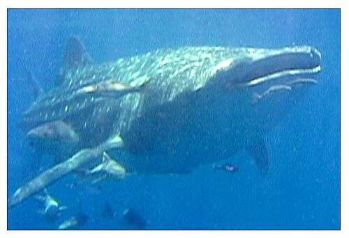 Image of whale sharks