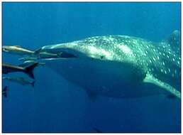 Image of whale sharks