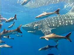 Image of whale sharks