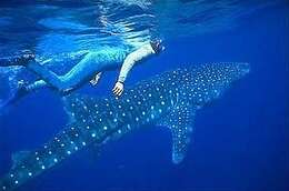 Image of whale sharks