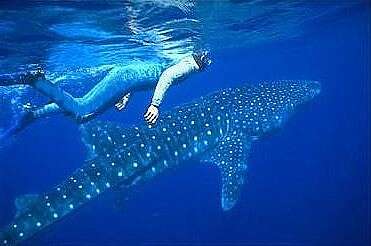 Image of whale sharks
