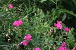 Image of tuberous pea