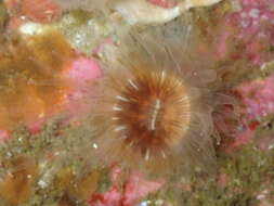 Image of Alaska stony coral