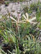 Image of Geissorhiza exscapa (Thunb.) Goldblatt